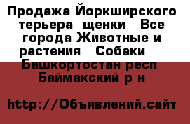 Продажа Йоркширского терьера, щенки - Все города Животные и растения » Собаки   . Башкортостан респ.,Баймакский р-н